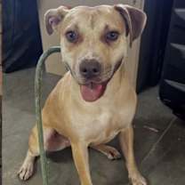 adopt-pet