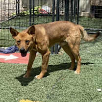 adopt-pet