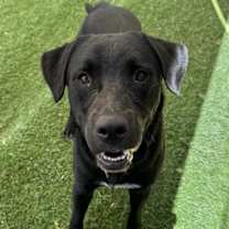 adopt-pet