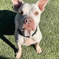 adopt-pet
