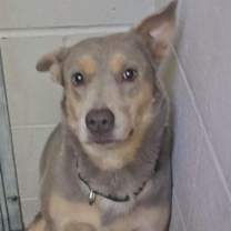 adopt-pet