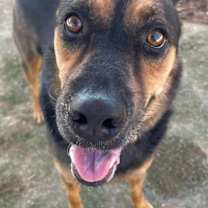 adopt-pet