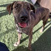 adopt-pet