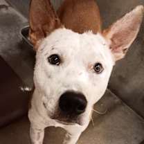 adopt-pet
