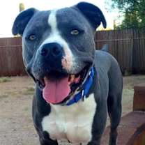 adopt-pet