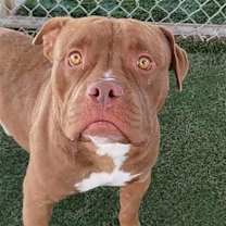 adopt-pet