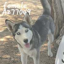 adopt-pet