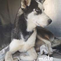 adopt-pet