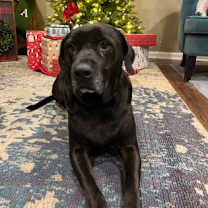 Thumbnail photo of Magneto #1