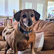 adopt-pet