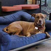 Thumbnail photo of Charlie #3