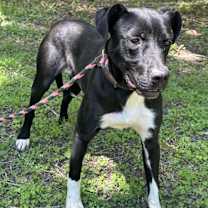 Thumbnail photo of Theo #1