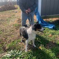 Thumbnail photo of Ringo #3