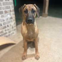 Thumbnail photo of Stella #3