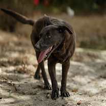 Thumbnail photo of Mystery #4