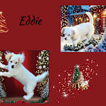 Thumbnail photo of Eddie #1