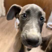 Thumbnail photo of Armor #2