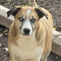 Thumbnail photo of Brody #1