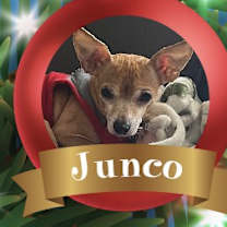 Thumbnail photo of Junco #1