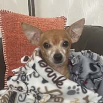 Thumbnail photo of Junco #2