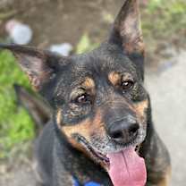Thumbnail photo of Shelly #4