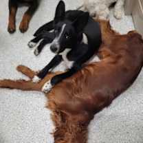 Thumbnail photo of Maeve #3