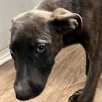 Thumbnail photo of Dingo #2