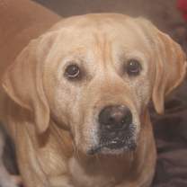 Thumbnail photo of Arlo (Neutered) #4