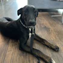 Thumbnail photo of Archie #2