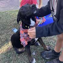 Thumbnail photo of Archie #3