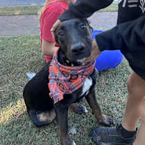 Thumbnail photo of Archie #4