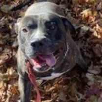 Thumbnail photo of Kash #1