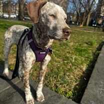 Thumbnail photo of Pup Paige #1