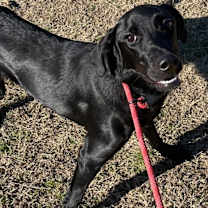 Thumbnail photo of Rubix #1