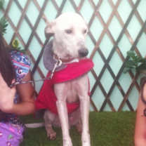 adopt-pet