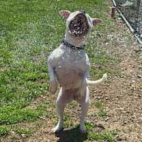 Thumbnail photo of Vada #2