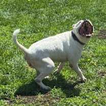 Thumbnail photo of Vada #3