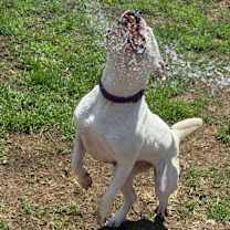 Thumbnail photo of Vada #4