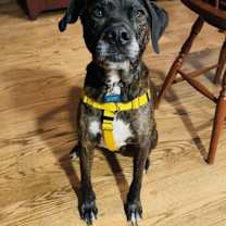 Thumbnail photo of Gunner (fka Landen) #1