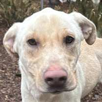 Thumbnail photo of Blonde Bomb Brad #2