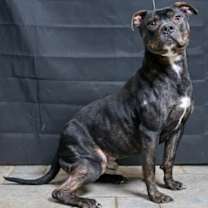 Thumbnail photo of Hero OBEDIENCE & HOUSE TRAINED! #3