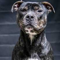 Thumbnail photo of Hero OBEDIENCE & HOUSE TRAINED! #4