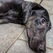 Thumbnail photo of Tranquill HOUSE & OBEDIENCE TRAINED #1