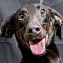 Thumbnail photo of Tranquill HOUSE & OBEDIENCE TRAINED #3