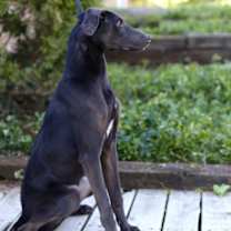 Thumbnail photo of Tranquill HOUSE & OBEDIENCE TRAINED #4