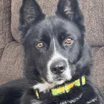 Thumbnail photo of Ice cream Sandwich Sam IN FOSTER, HOUSE TRAINED & GREAT WITH KIDS! #2