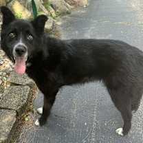 Thumbnail photo of Ice cream Sandwich Sam IN FOSTER, HOUSE TRAINED & GREAT WITH KIDS! #3