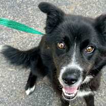 Thumbnail photo of Ice cream Sandwich Sam IN FOSTER, HOUSE TRAINED & GREAT WITH KIDS! #4