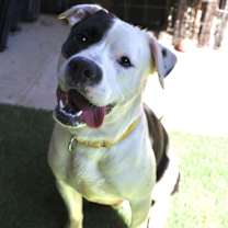 Thumbnail photo of Pepe #1