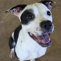 Thumbnail photo of petunia #1